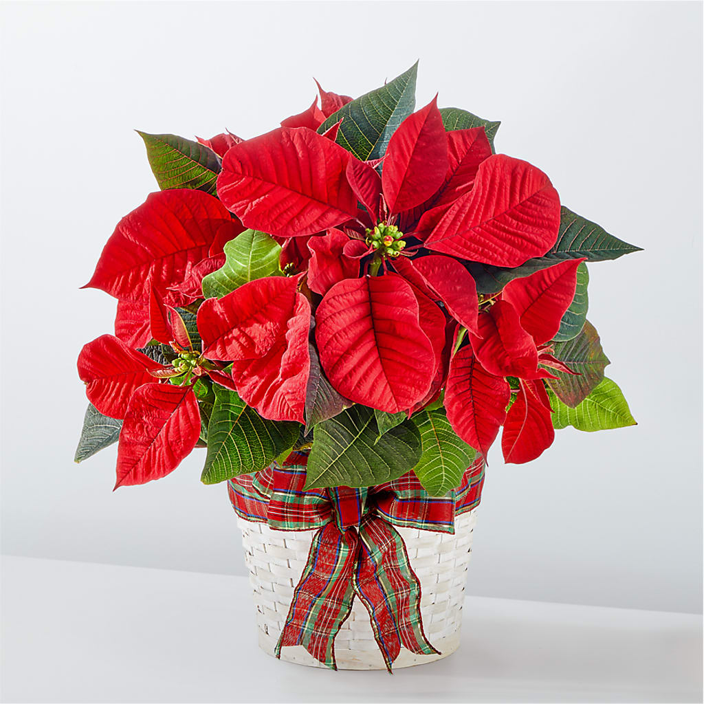 Happiest Holidays Poinsettia – SOBEY'S, Mississauga ON