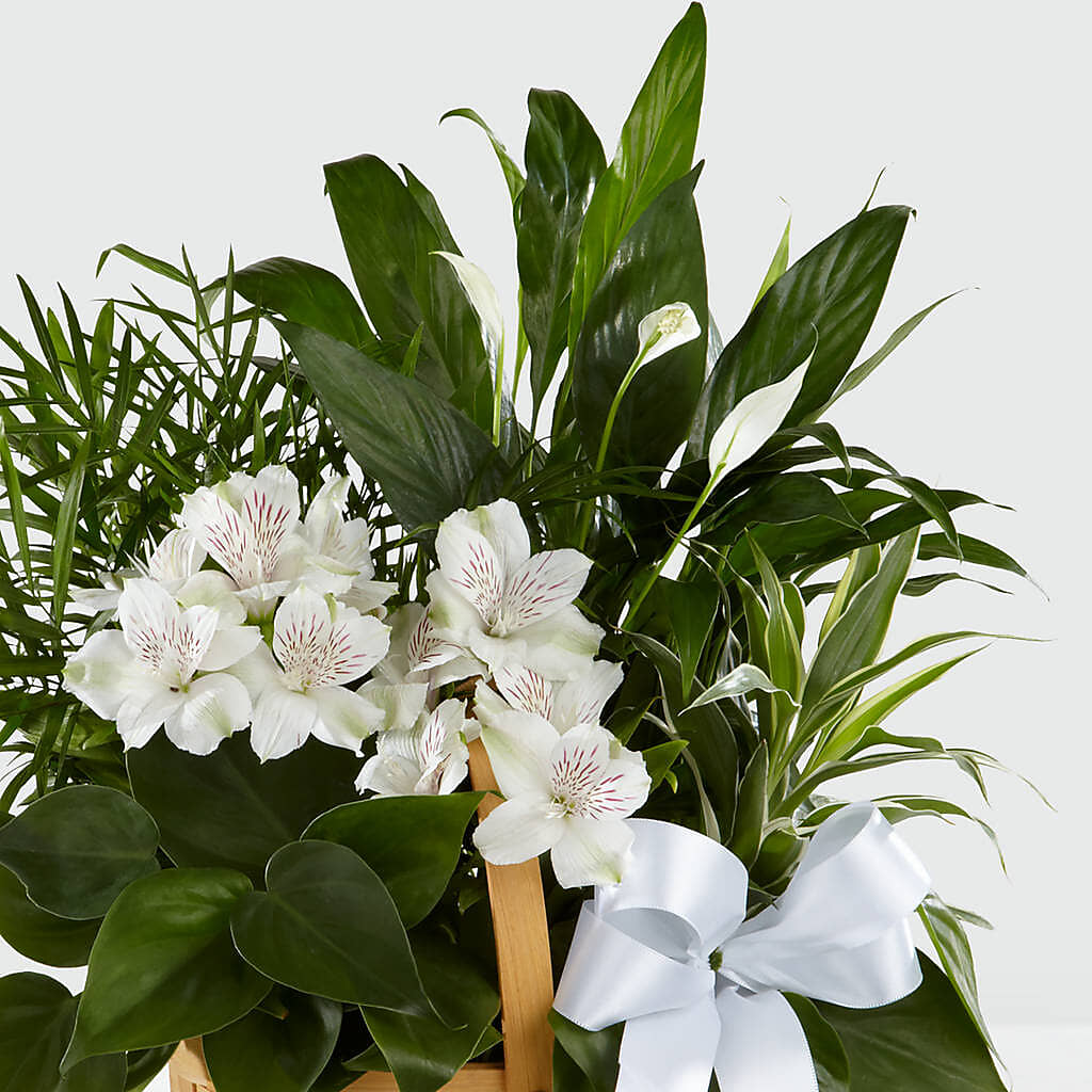Peace & Serenity Dishgarden – SOBEY'S, Mississauga ON