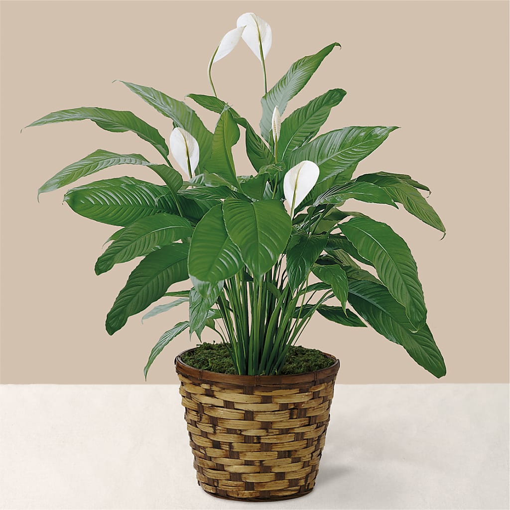 Tranquil Moments Peace Lily Plant – SOBEY'S, Mississauga ON