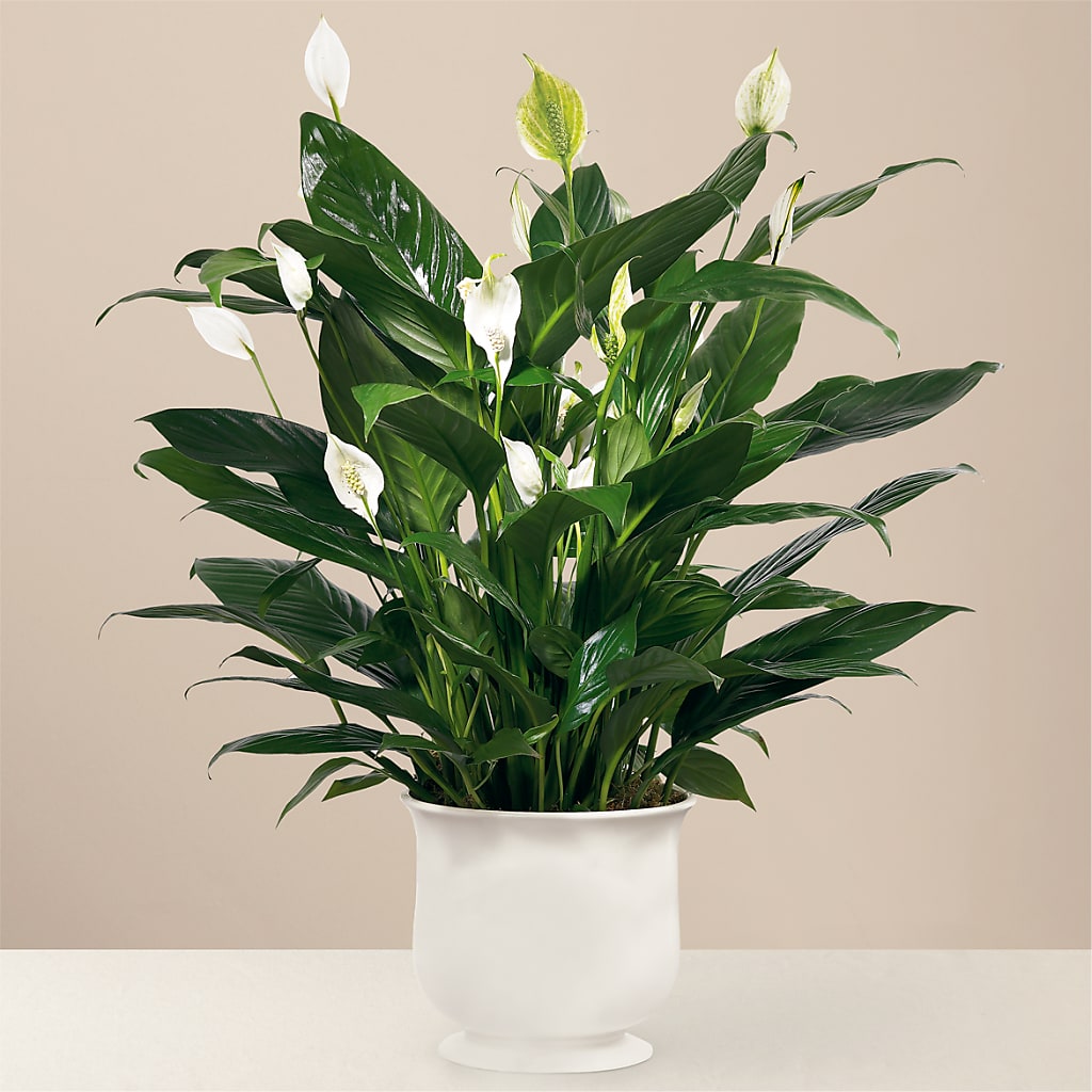 Comfort Planter – SOBEY'S, Mississauga ON