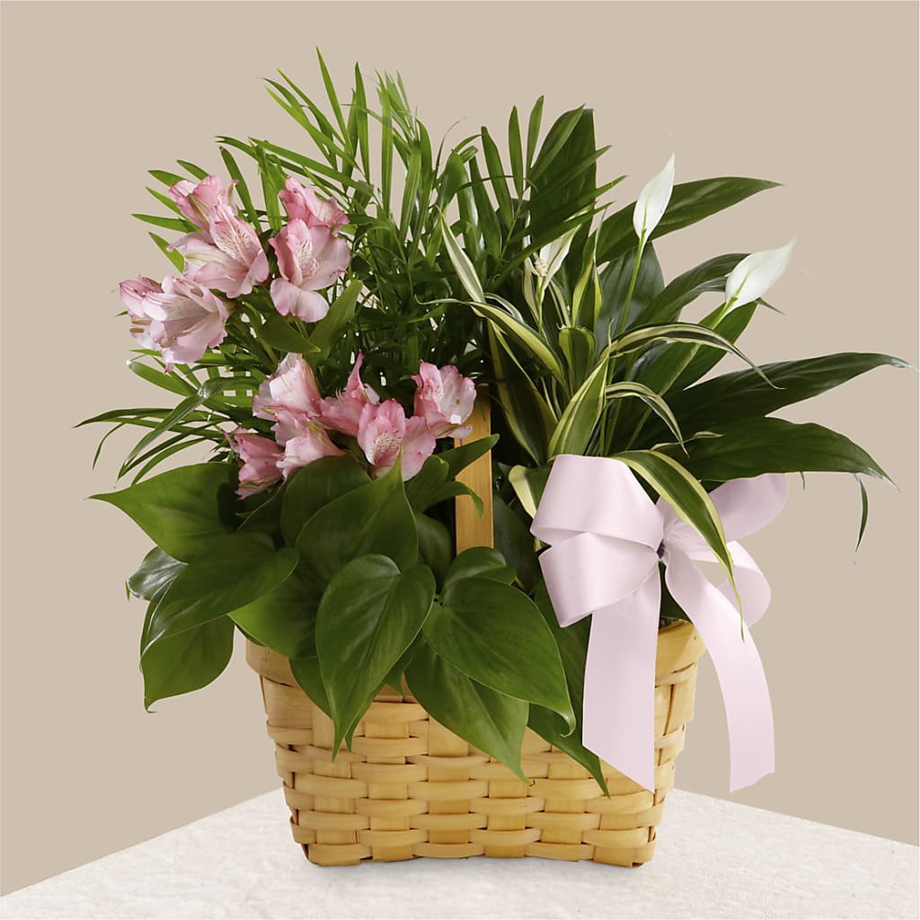 Living Spirit Dishgarden – SOBEY'S, Mississauga ON