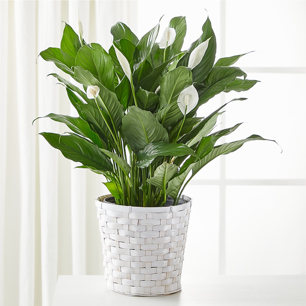 A New Leaf Peace Lily – SOBEY'S, Mississauga ON