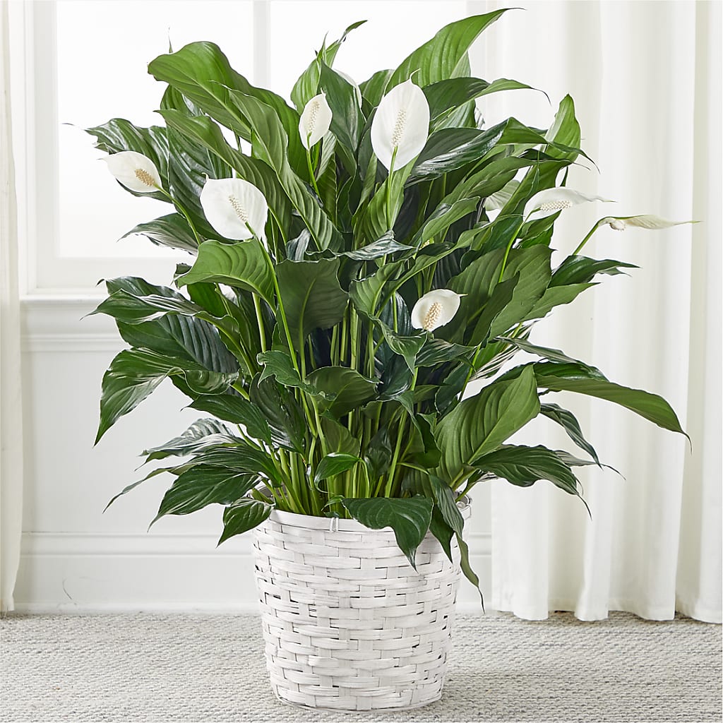 A New Leaf Peace Lily – SOBEY'S, Mississauga ON