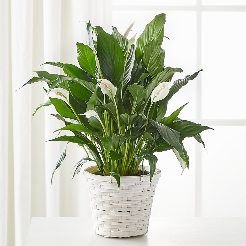 A New Leaf Peace Lily – SOBEY'S, Mississauga ON