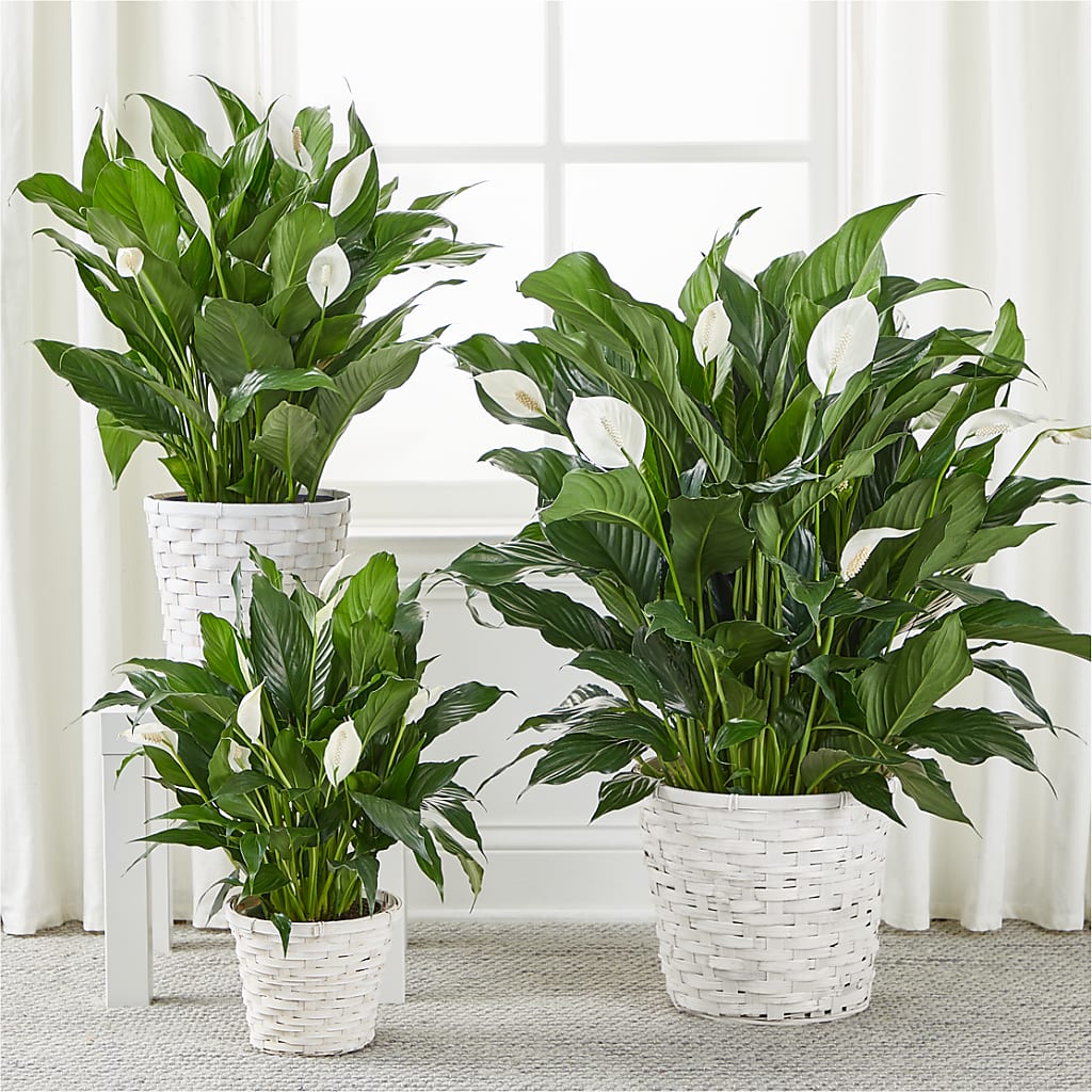 A New Leaf Peace Lily – SOBEY'S, Mississauga ON