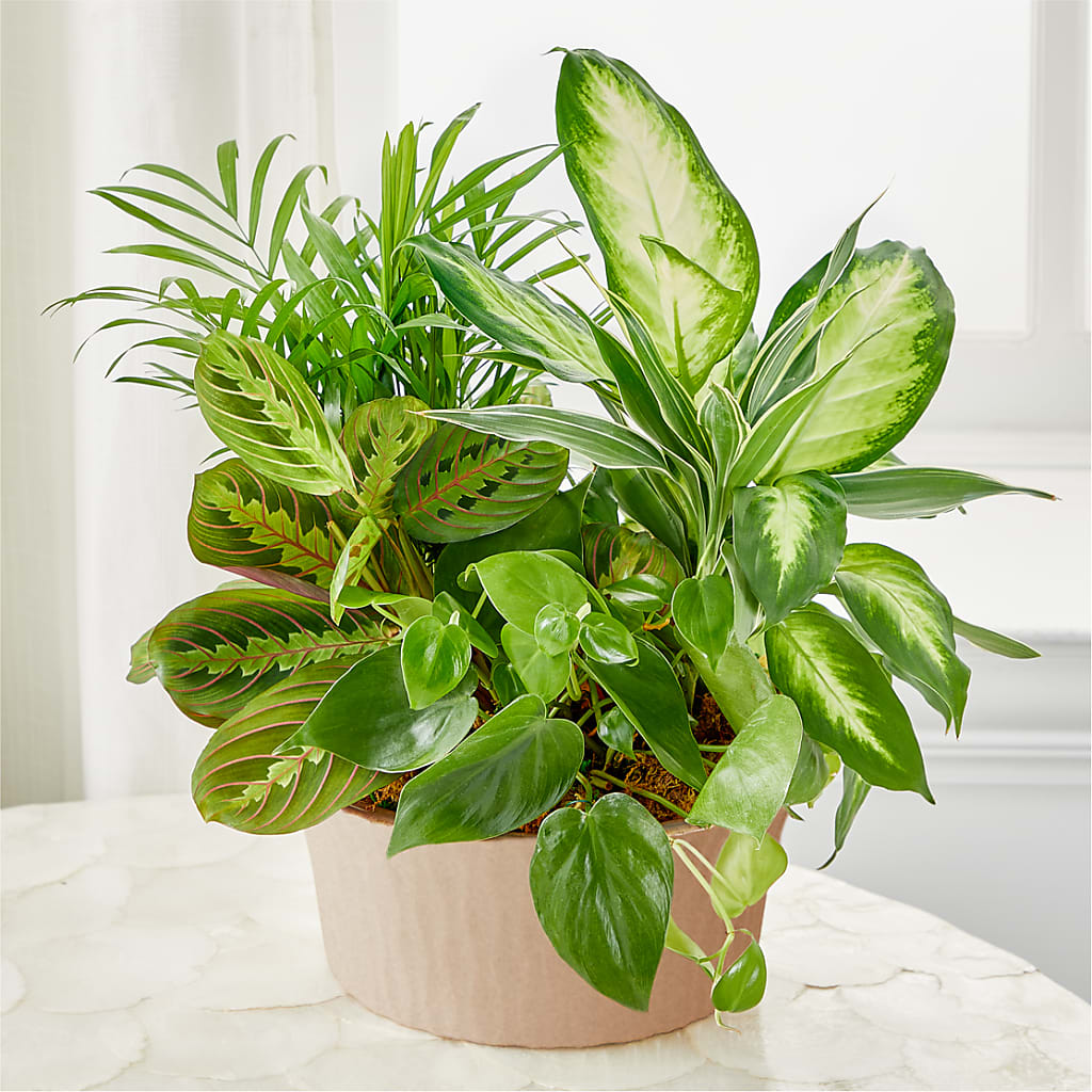 Balance & Harmony Dishgarden – SOBEY'S, Mississauga ON