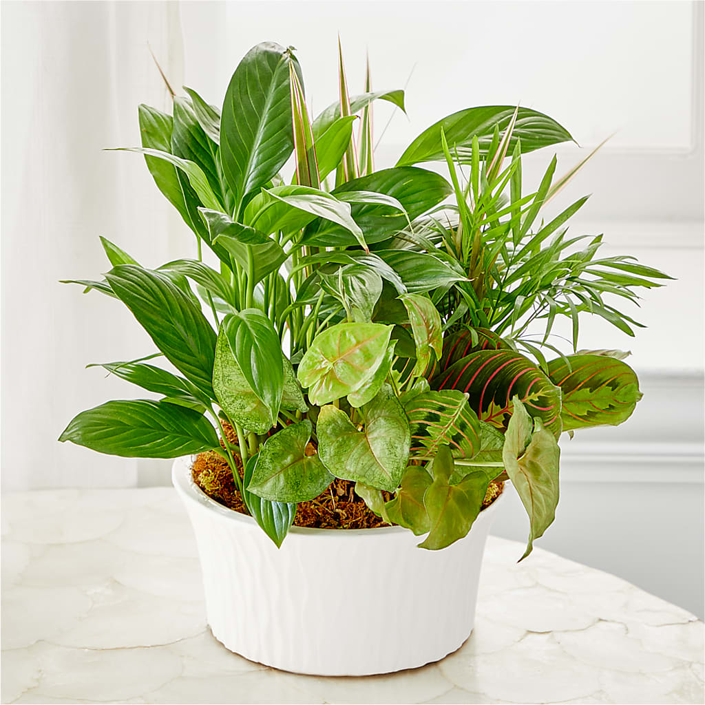 Balance & Harmony Dishgarden – SOBEY'S, Mississauga ON