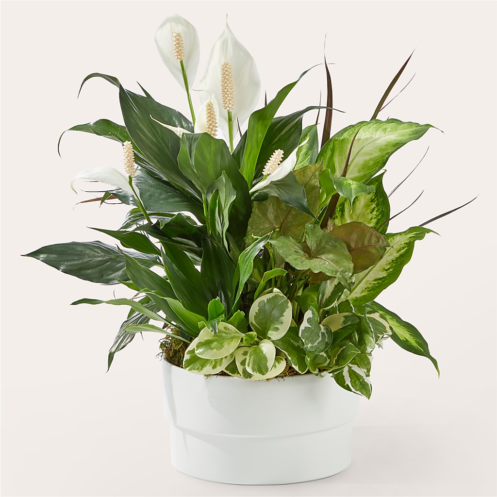 Radiating Positivity Dishgarden – SOBEY'S, Mississauga ON