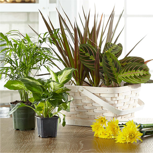 Florist Designed Blooming and Green Plants in a Basket – SOBEY'S, Mississauga ON