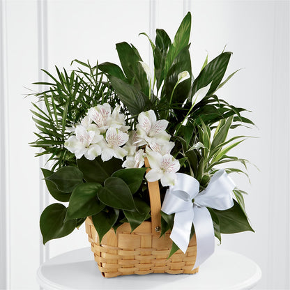 Peace & Serenity Dishgarden – SOBEY'S, Mississauga ON