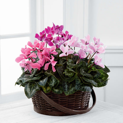 Mixed Cyclamen Planter – SOBEY'S, Mississauga ON