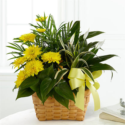 Loving Light Dishgarden – SOBEY'S, Mississauga ON