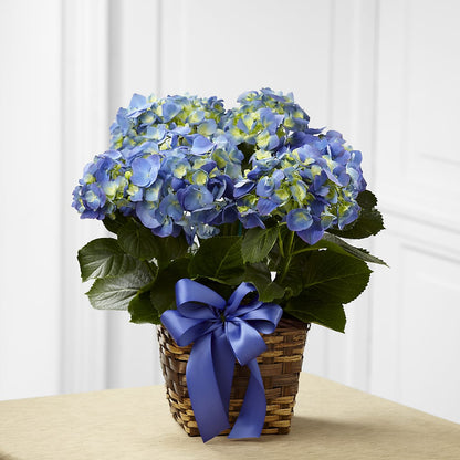 Blue Hydrangea Planter – SOBEY'S, Mississauga ON