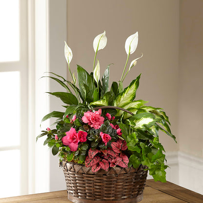 Dream in Pink Dishgarden – SOBEY'S, Mississauga ON