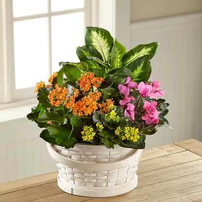 Color Crush Dishgarden – SOBEY'S, Mississauga ON
