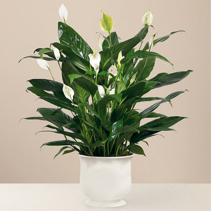 Comfort Planter – SOBEY'S, Mississauga ON