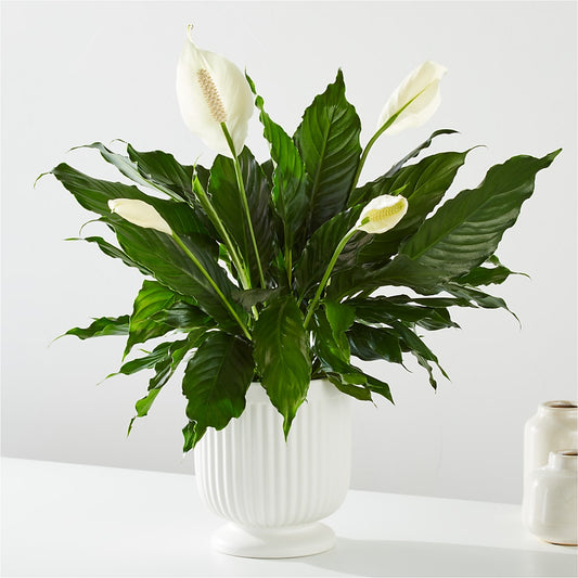 Comfort Planter – SOBEY'S, Mississauga ON