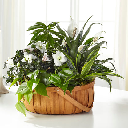 Serene Dishgarden – SOBEY'S, Mississauga ON