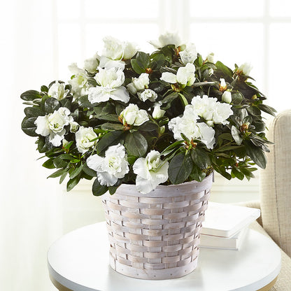 White Azalea Plant – SOBEY'S, Mississauga ON