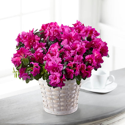 Hope & Serenity Azalea Plant – SOBEY'S, Mississauga ON