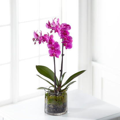 Pink Orchid Plant – SOBEY'S, Mississauga ON
