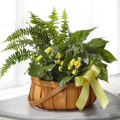 Always Dear Dishgarden – SOBEY'S, Mississauga ON