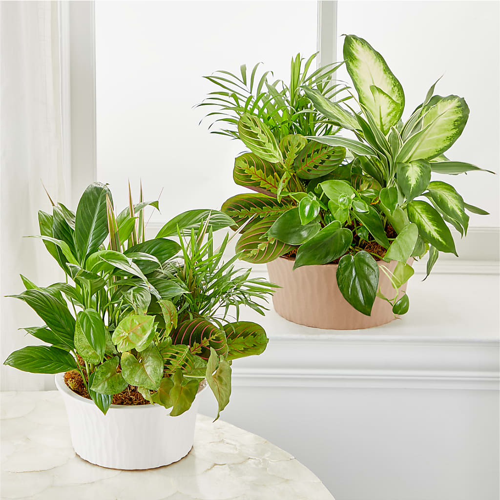 Balance & Harmony Dishgarden – SOBEY'S, Mississauga ON