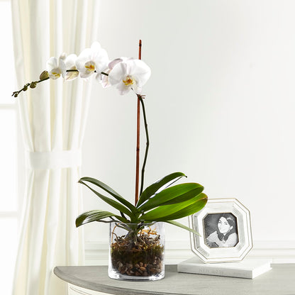 White Orchid Planter – SOBEY'S, Mississauga ON
