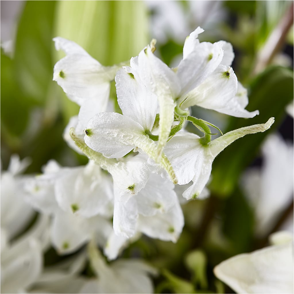 Classic Ivory – A Florist Original – SOBEY'S, Mississauga ON
